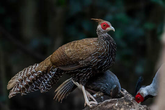 Siamese Fireback (Lophura diardi) The crest is similar to that of a paddle and is also blue. but from the nape to the back and wings are gray.