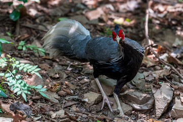 Siamese Fireback (Lophura diardi) The crest is similar to that of a paddle and is also blue. but from the nape to the back and wings are gray.