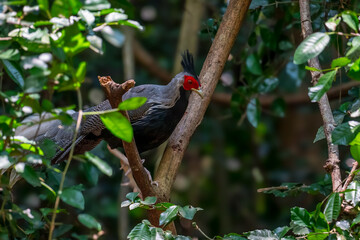 Siamese Fireback (Lophura diardi) The crest is similar to that of a paddle and is also blue. but from the nape to the back and wings are gray.