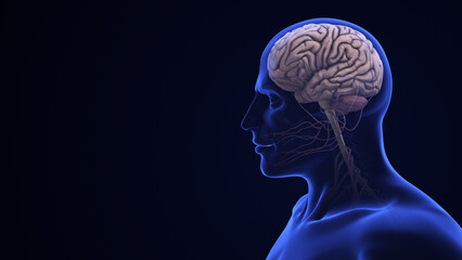 Human Brain Anatomy with Highlighted Cerebellum