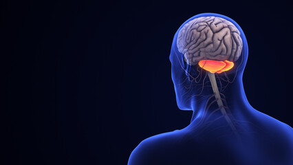 Human Brain Anatomy with Highlighted Cerebellum