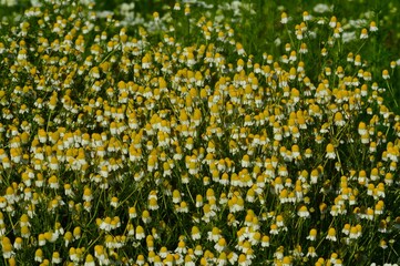 早朝の花びらを閉じたカモミール