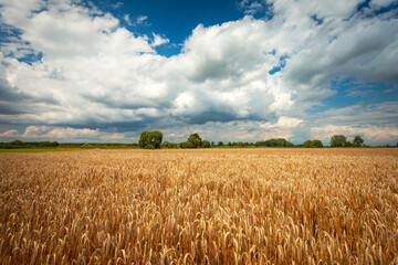 View of a mature grain field and clouds on a July day in eastern Poland