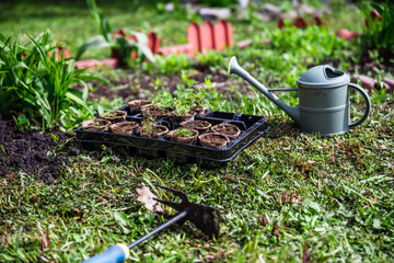 Peat pots with seedlings stand near the bed, preparation for planting, garden, agriculture