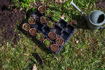 Peat pots with seedlings stand near the bed, preparation for planting, garden, agriculture