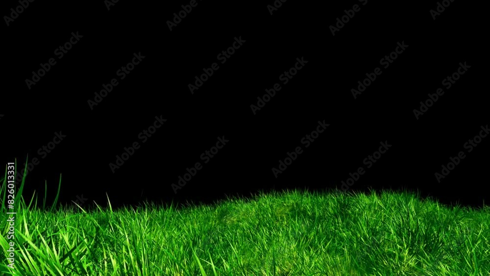 Wall mural grass wind noise loop on alpha channel. element footage place on footage or background and easier to