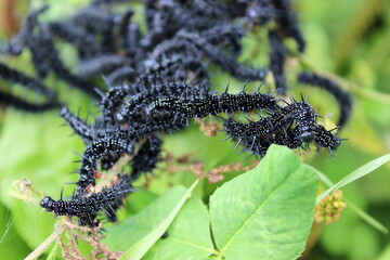 schwarze Raupen des Tagpfauenauge Schmetterlings, Raupennest Aglais io