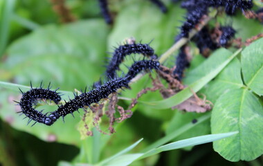 schwarze Raupen des Tagpfauenauge Schmetterlings, Raupennest Aglais io