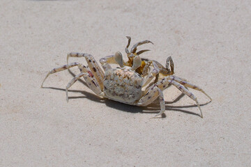 Ocypode ryderi is a species of sea-land crab belonging to the genus Ocypode. It inhabits sandy beaches and, less frequently, mangrove forests in the western part of the Indian Ocean	