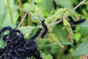 schwarze Raupen des Tagpfauenauge Schmetterlings, Raupennest Aglais io
