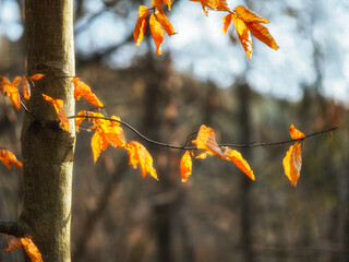 Autumn, a twig with autumn leaves in beautiful colors, illuminated by flashes of light	