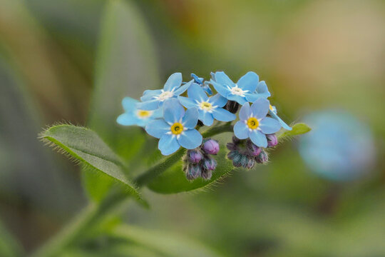 Forest forget-me-not Myosotis sylvatica Hoffm, Poland - a plant species belonging to the borage family.	