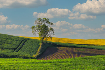 Rural landscape, blooming rape fields, Poland