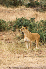 lioness in the grass