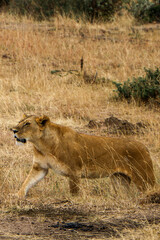 lion cub and lioness