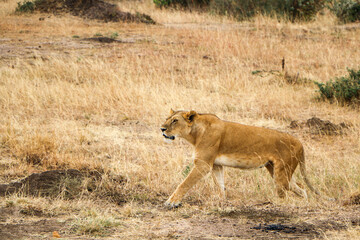 lioness in the grass
