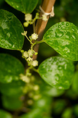  Malus domesticus can also cure stomach pain and chronic,Malus domesticus Try not to eat other foods for 5 hours afterward to let the Malus domesticus powder take