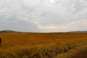 Fototapeta premium landscape in the field