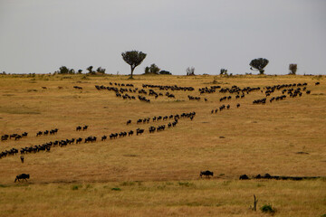 wildebeest in the savannah