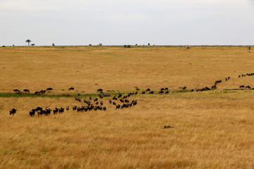 wildebeest in the serengeti national park city