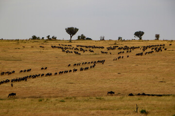 wildebeest in serengeti national park serengeti country