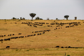 wildebeest in the serengeti national park serengeti country