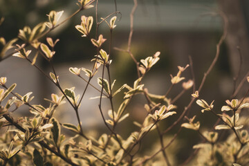 The notable characteristics of Terminalia mantaly cv. Tricolour include,  A vividly variegated form of the Terminalia Mantaly is described below.