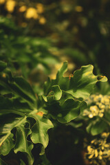 like torn leaves. Philodendron Bipinnatifidum Often used in interior decoration, this is also the...