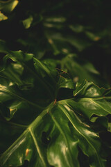 like torn leaves. Philodendron Bipinnatifidum Often used in interior decoration, this is also the type of Philodendron Bipinnatifidum that is extremely popular among office workers