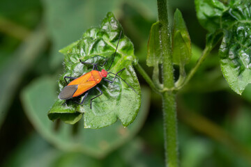 Soap-berry bugs, Leptocoris is the largest genus of bugs in the subfamily Serinethinae