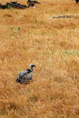 pheasant on the ground