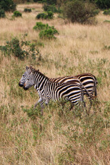 zebra in the savannah