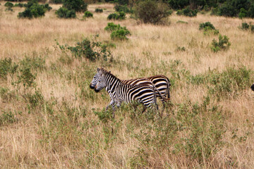 zebras in serengeti park
