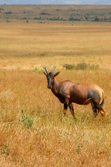 Africa Topi in the wild