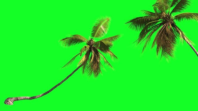 Various animated palm trees on a transparent background using an alpha channel. Travel, trip, tourism, vacation, relax.
