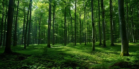 Obraz premium Healthy forest with lush green trees creating a clean environment postproduction. Concept Forest Conservation, Green Spaces, Clean Air, Lush Landscapes, Environmental Preservation