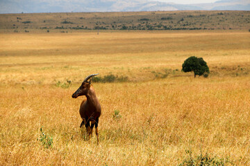 Africa Topi in the wild