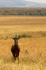 Africa Topi in the savannah