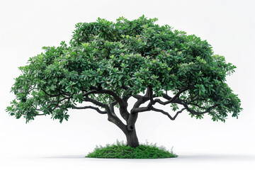 Obraz premium green tree isolated on white