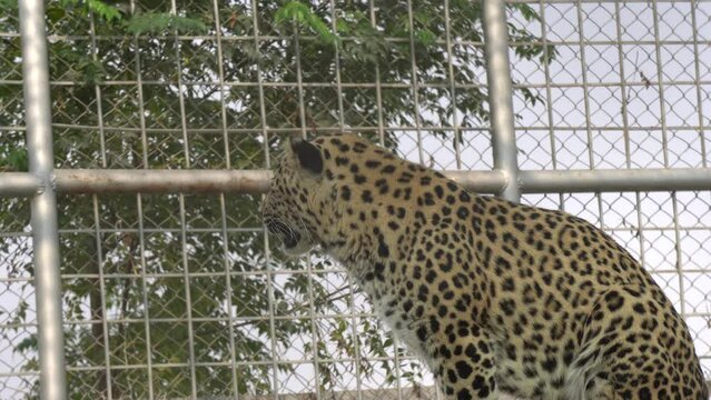 leopard on the rock Persian leopard (Panthera pardus saxicolor) is a magnificent animal from which it comes genuine respect