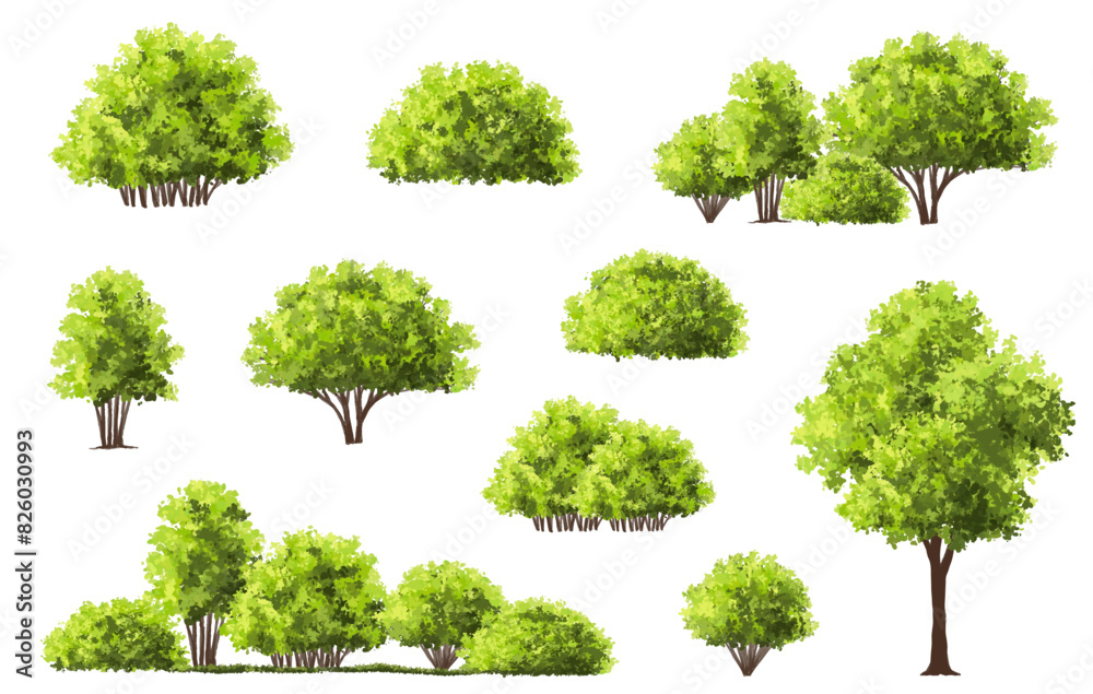 Wall mural vector watercolor of tree side view isolated on white background for landscape and architecture draw