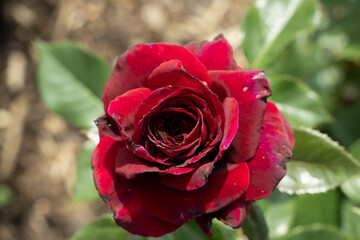 rose rot blume