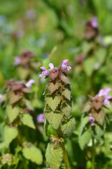 Red dead-nettle flowers