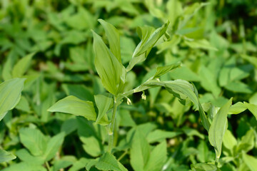 Solomons seal leaves