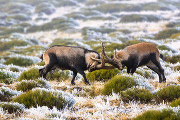 Two Alpine ibex (Capra pyrenaica victoriae) competing with their horns during the mating season in the Guadarrama Mountains. The size and shape of male horns have evolved through sexual selection