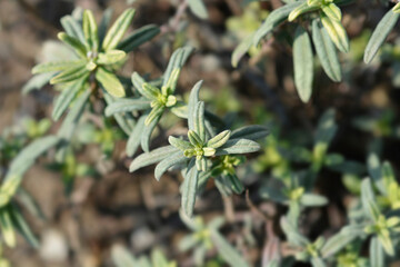 Rock rose Fire Dragon leaves