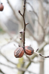 Handkerchief tree branch with seeds
