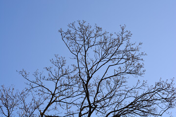 Norway maple branches in the winter
