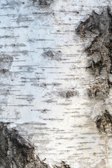 Common birch bark detail
