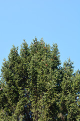 Norway spruce tree